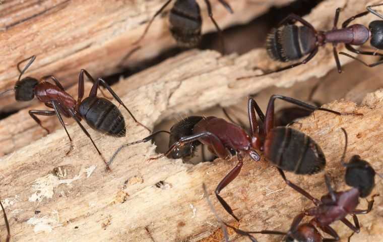 how do you get rid of carpenter ants