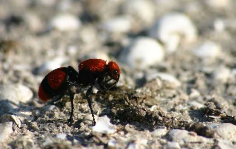 ants velvet ants