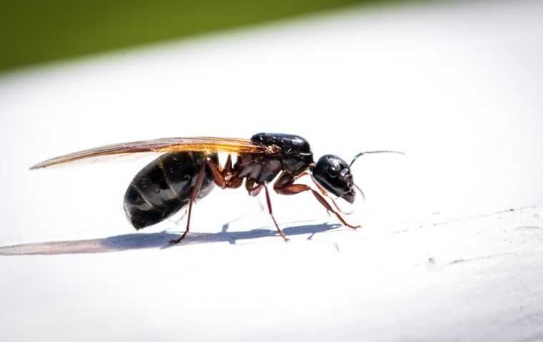 flying ant