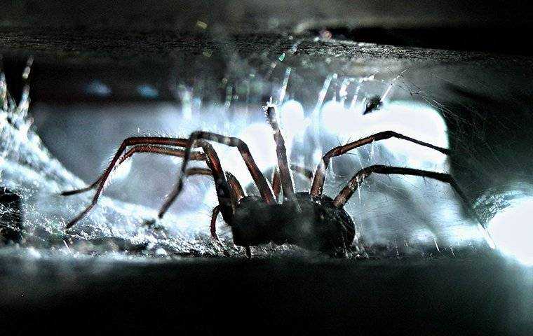 a spider hiding in the dark