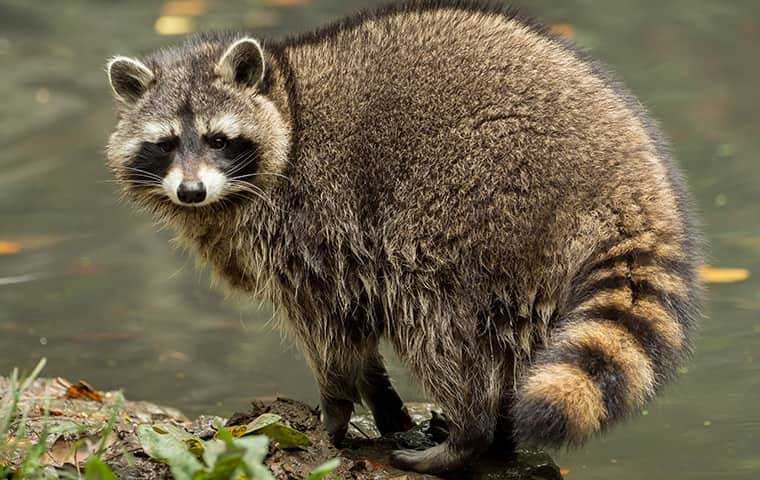 raccoon near a puddle
