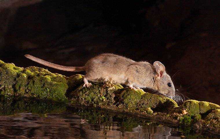 a rat in the dark