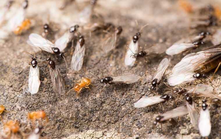 do flying ants bite