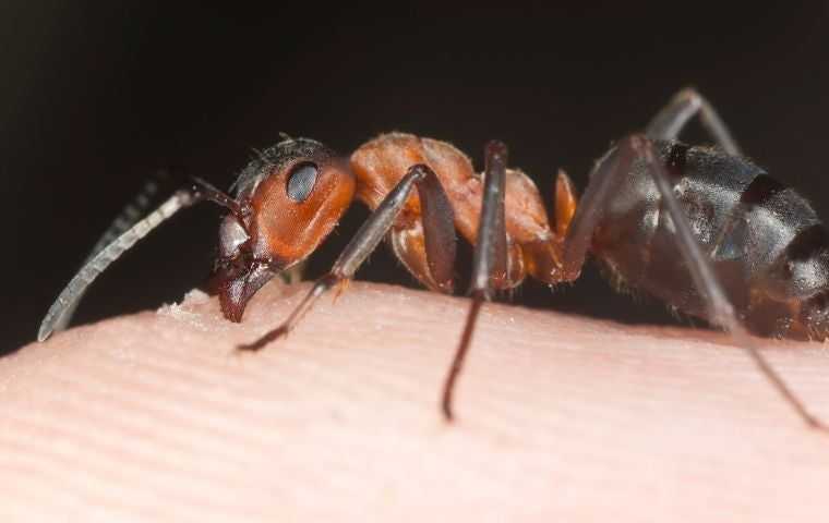 do ants bite
