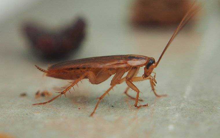 a german cockroach