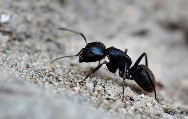 how to get rid of large ants