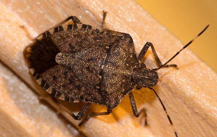 stink bugs in a home