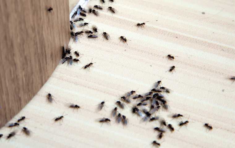 Household Ways To Get Rid Of Ants