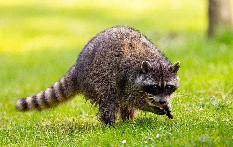 raccoon in a field