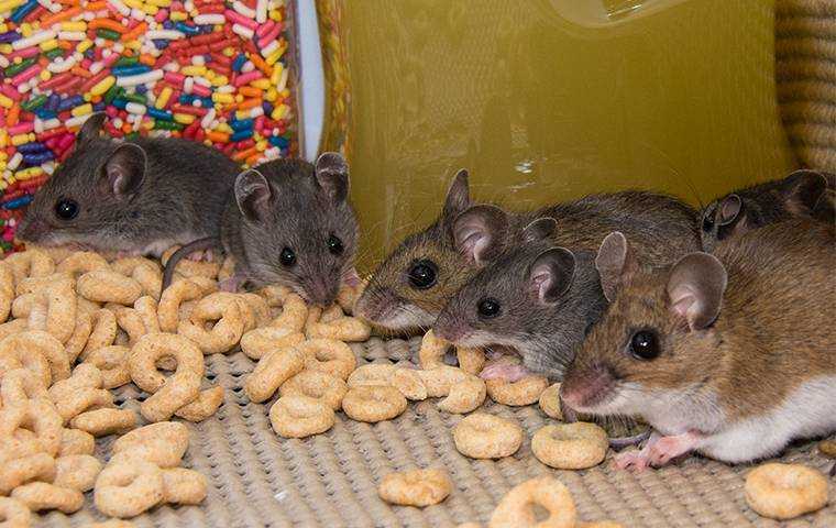 mice in a cupboard