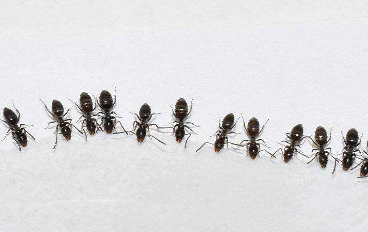 ants drinking from a spill