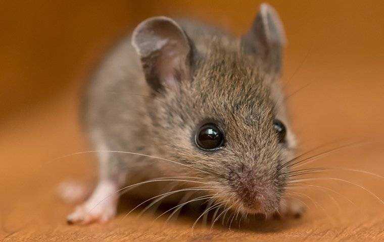 little mouse up close